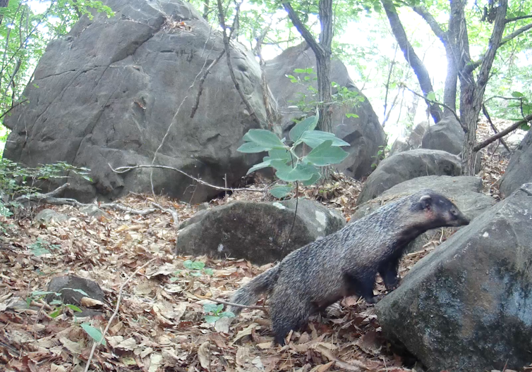 Badger leans on rock