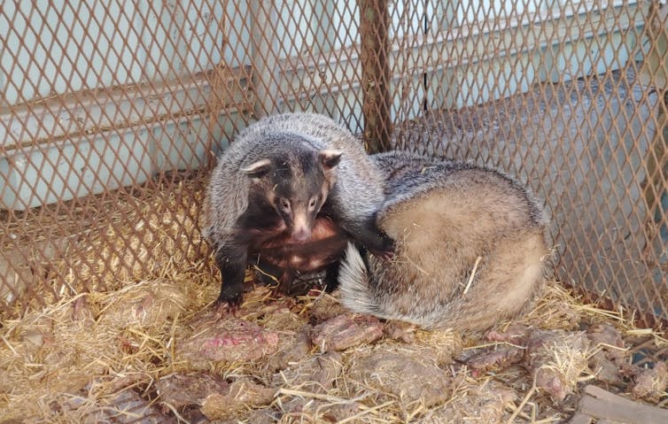 Two badgers sitting in a cage.