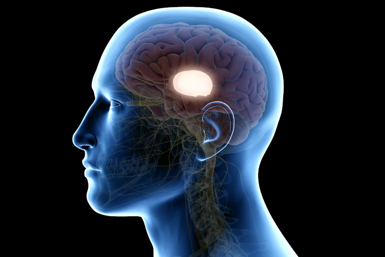 A digital drawing of a person's thalamus, lit up in the centre of their brain.