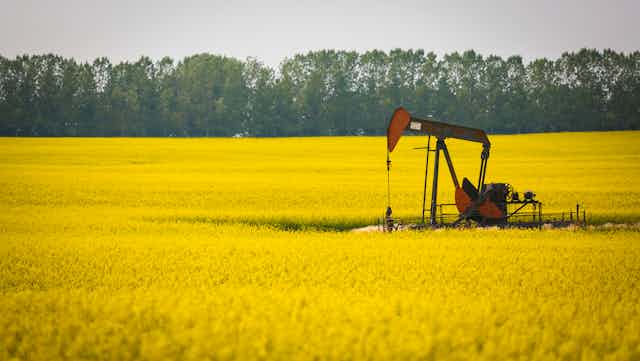 A pumpjack in a bright yellow canola field.