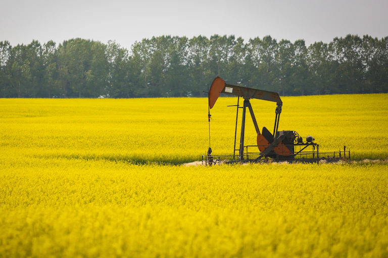 A pumpjack in a bright yellow canola field.