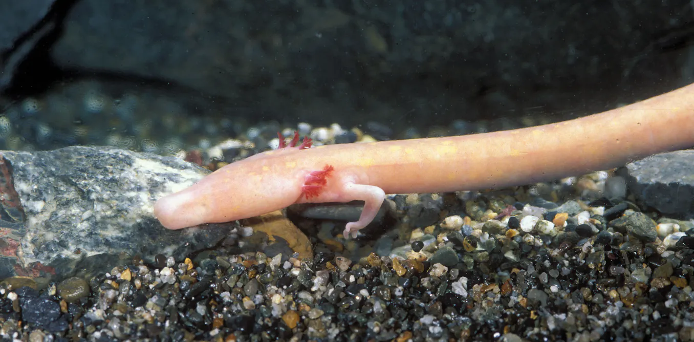 Le protée : un amphibien des cavernes pouvant vivre plus de 100 ans