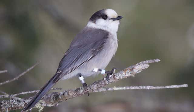 a photograph of a small grey and white bird perched on a branch