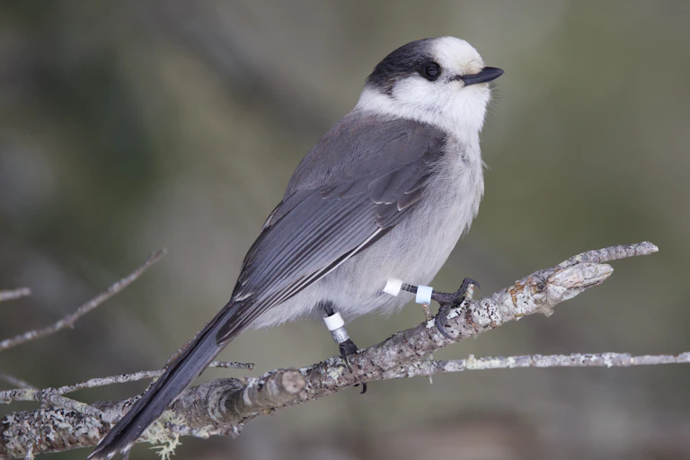 a photograph of a small grey and white bird perched on a branch