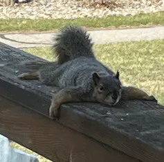 squirrel lying flat on a beam