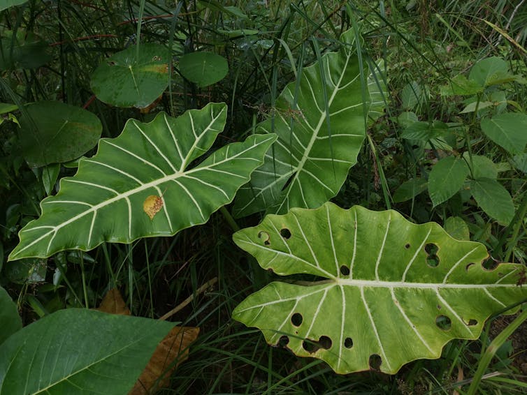 Alocasia ينمو في الفلبين.