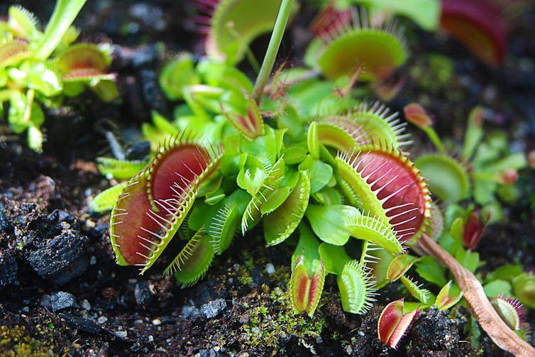 The Venus flytrap plant.