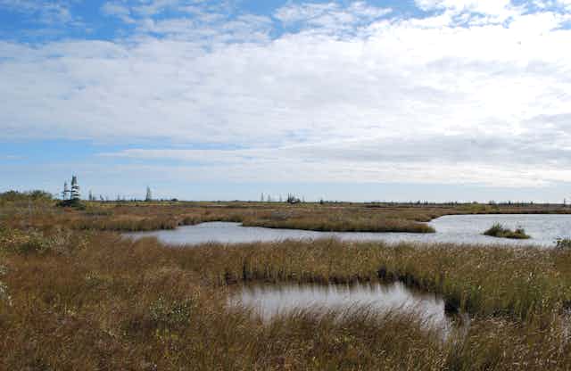 A wetland area