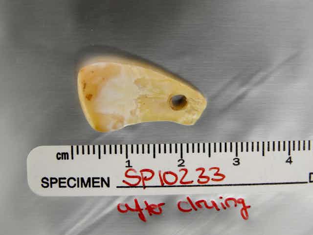 Photo of a pendant carved from a deer tooth next to a ruler, with writing that reads "SPECIMENT SP10233 after drilling"