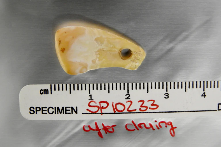 Photo of a pendant carved from a deer tooth next to a ruler, with writing that reads "SPECIMENT SP10233 after drilling"