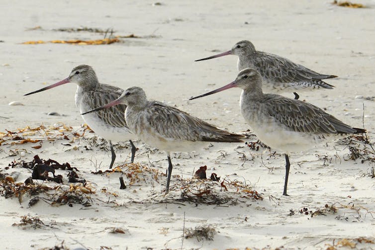 far eastern curlew