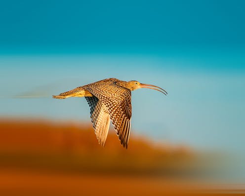 Migrating birds could bring lethal avian flu to Australia's vulnerable birds