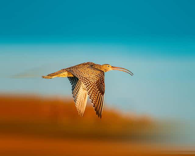 eastern curlew