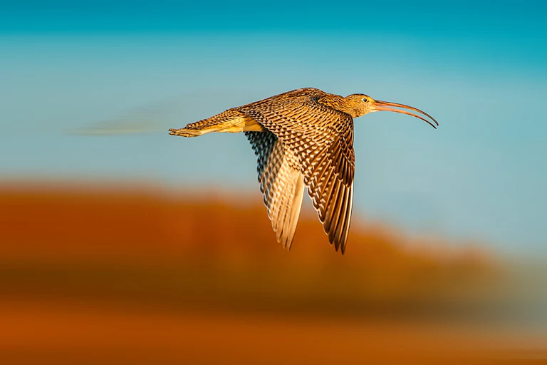 eastern curlew