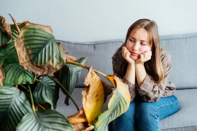 A woman looking at the dead foliage of her houseplant Calathea.