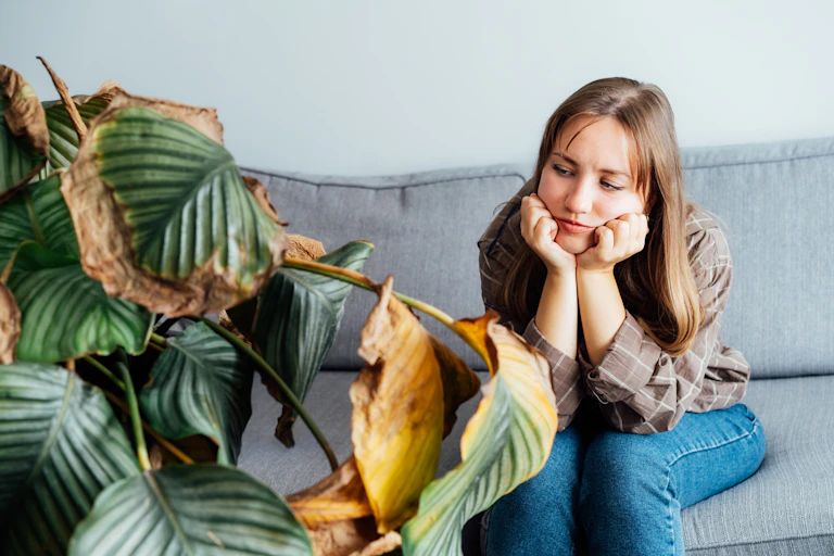 A woman looking at the dead foliage of her houseplant Calathea.