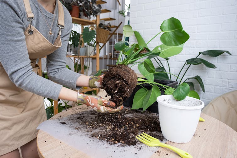 A person repotting a Philodendron Monstera.