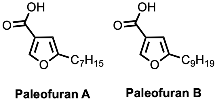 Chemical structure of paleofurans produced using ancient microbial DNA.