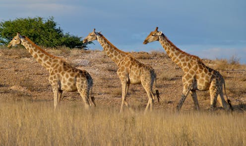 Research shows giraffes can use statistical reasoning. They're the first animal with a relatively small brain known to do this