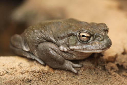 wildlife traded on the dark web is the kind that gets you high