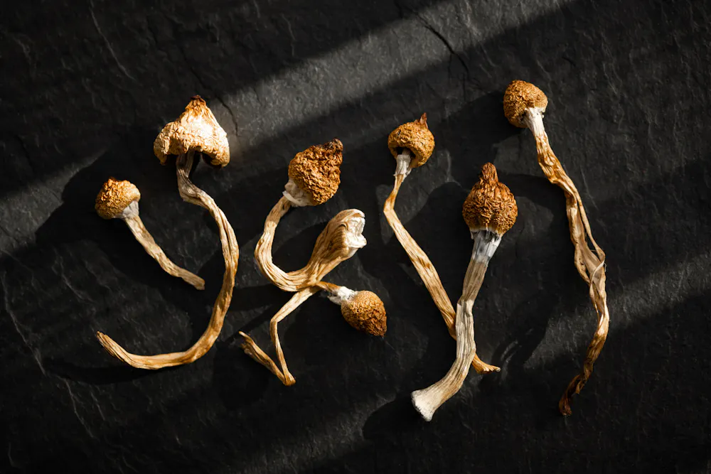 psilocybin gummies