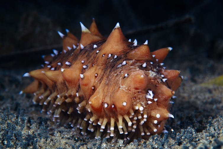 Japanese sea cucumber