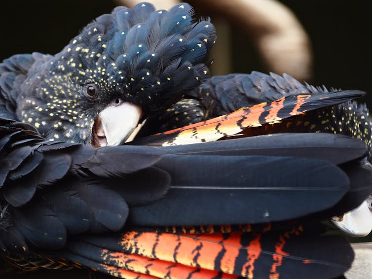 Red tailed black cockatoo