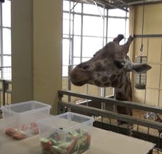 The researchers worked with four giraffes – Nakuru (M), Njano (M), Nuru (F) and Yalinga (F) – living at the Zoo of Barcelona. Alvaro L. Caicoya, CC BY-NC