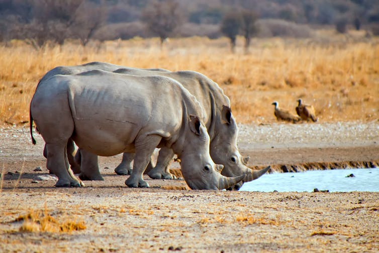 Two white rhinos drinking from a pond.
