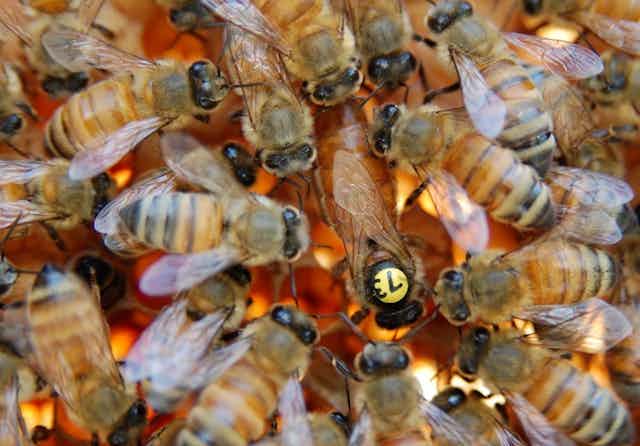 groupe d'abeilles