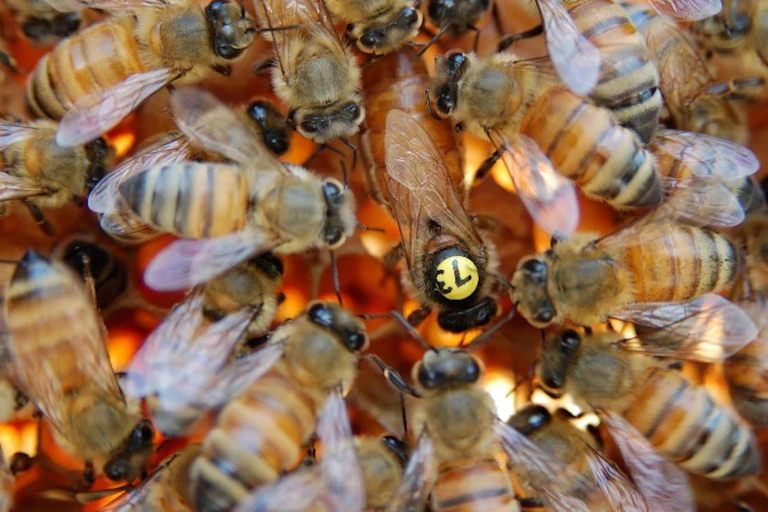 groupe d'abeilles