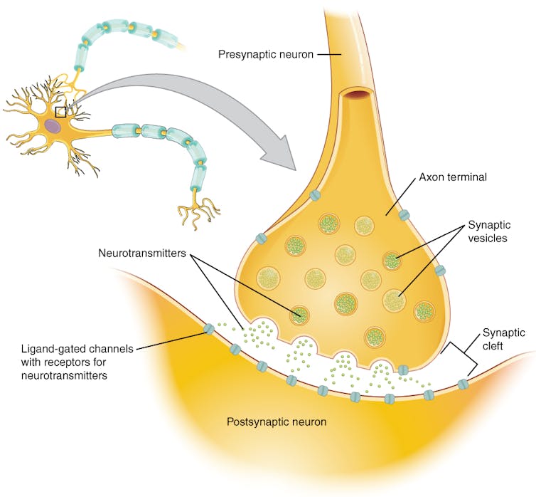 Diagram of neuronal synapse