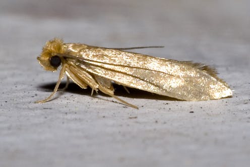 Clothes moths: Why I admire these persistent, destructive, difficult-to-eradicate and dull-looking pests