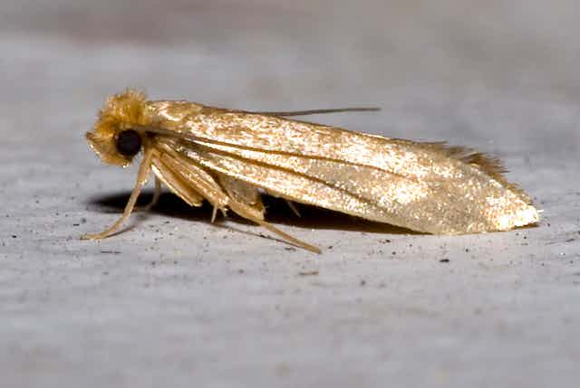 golden colored moth with folded wings and black eyes