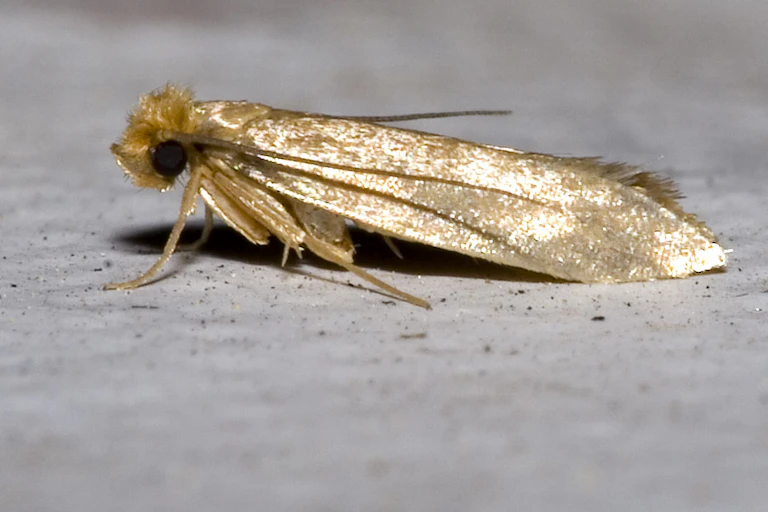 golden colored moth with folded wings and black eyes