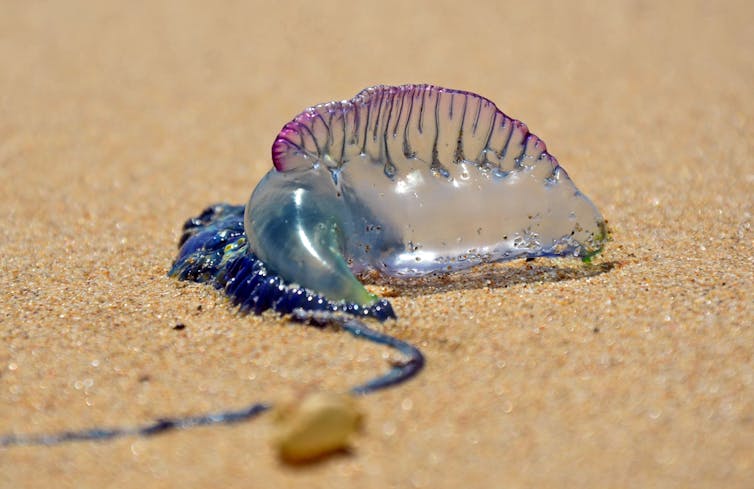Bluebottle على الشاطئ الرملي