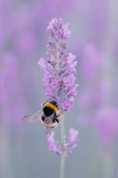A light purple lavender stem with a fuzzy bumblebee on it
