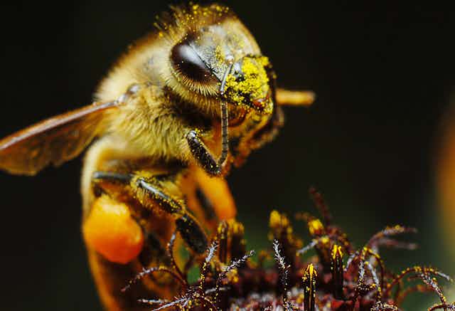 A close-up of a honeybee with its face covered in yellow pollen