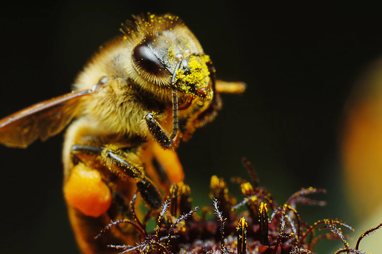 A close-up of a honeybee with its face covered in yellow pollen