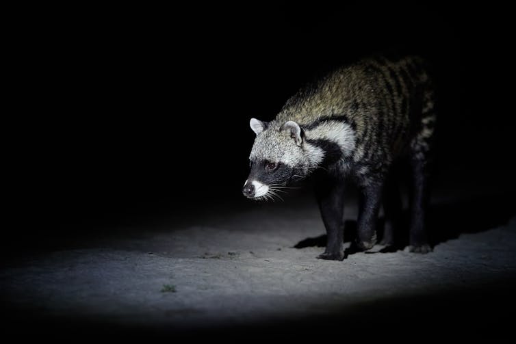 civet cat at night in the wild