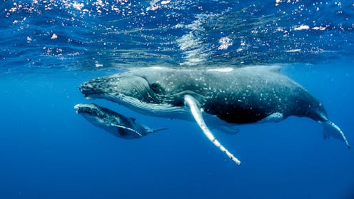 Tail first and making an early splash, some whales just can't wait to be born