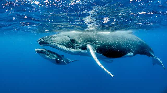 A humpback whale mother and calf, side on, viewed from underwater. 