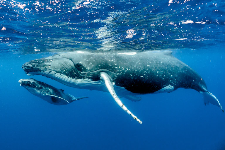 A humpback whale mother and calf, side on, viewed from underwater.
