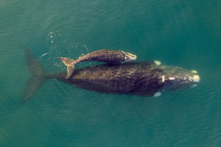 A southern right whale and newborn calf seen from above