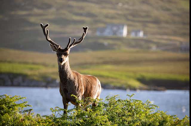 A deer with enormous antlers stares at the camera. He stands in front of a lake.