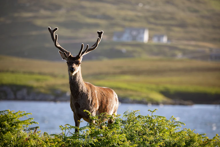 A deer with enormous antlers stares at the camera. He stands in front of a lake.