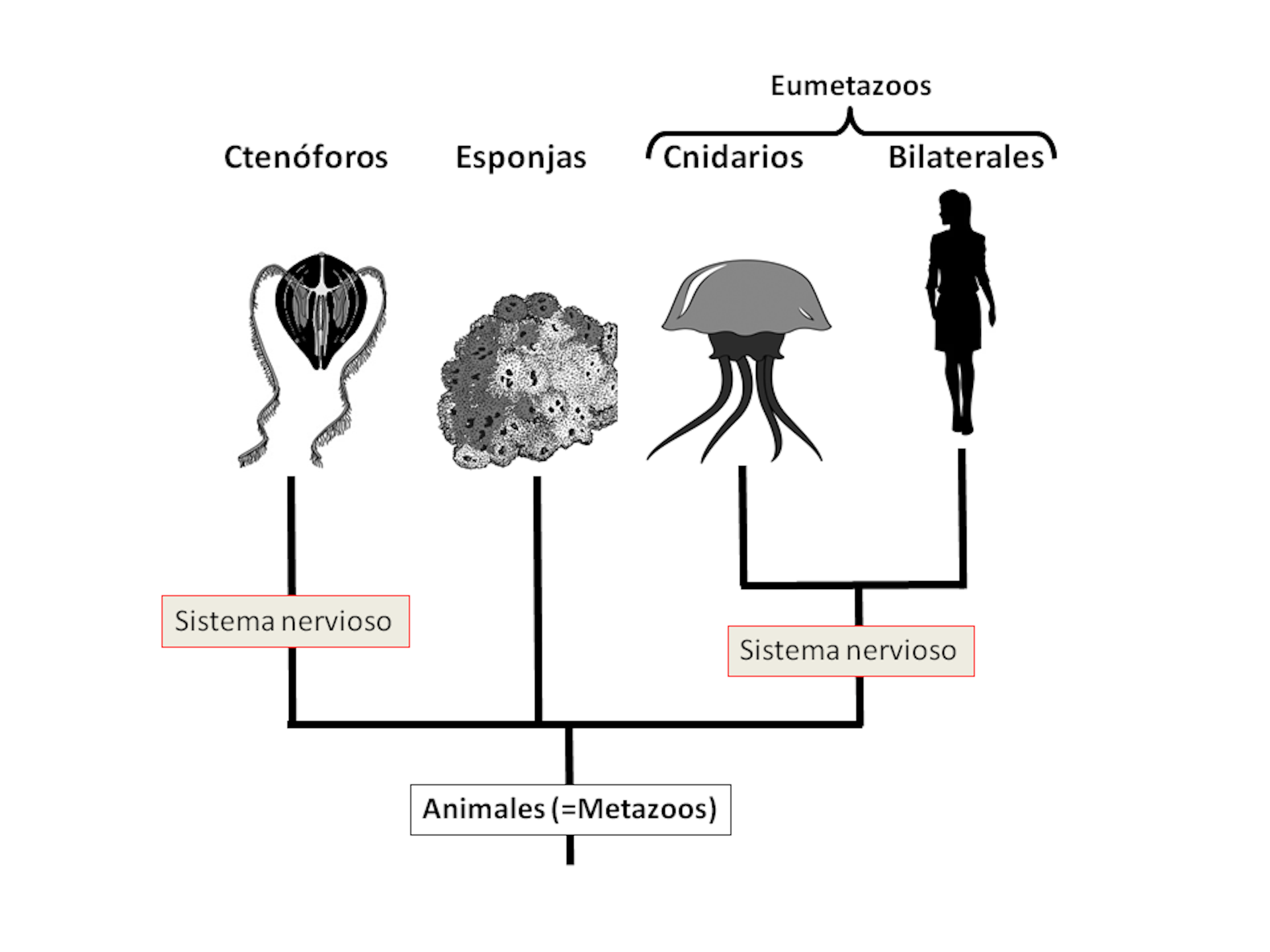 Sorprendentes Animales Marinos Desvelan Claves Sobre La Evolución Del ...