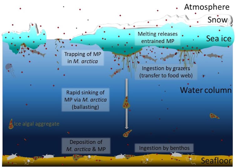 A graph showing how microplastics could become trapped in Arctic sea ice algae and sink to the seabed.