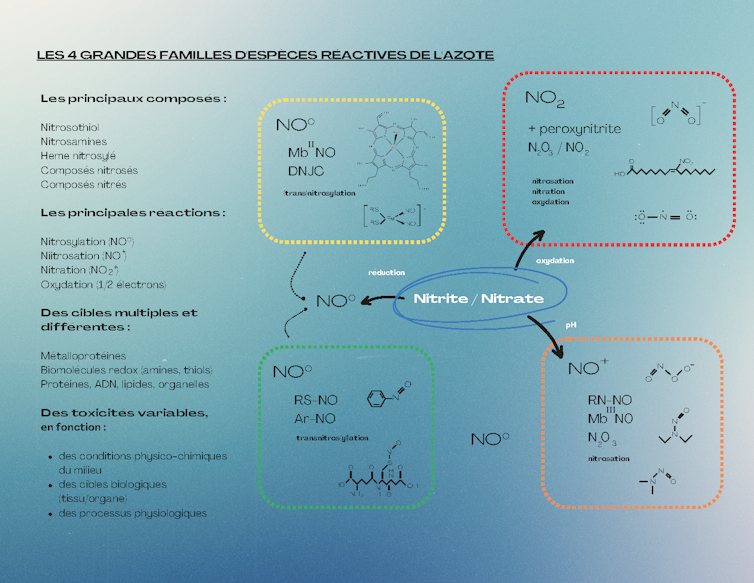 Schéma présentant les diverses espèces réactives de l’azote