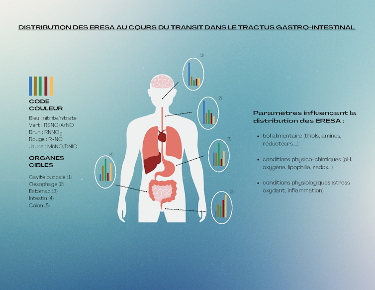 Schéma des évolutions possibles des diverses espèces réactives de l’azote dans le tractus gastro-intestinal